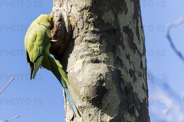 Rose-ringed parakeet (Psittacula krameri) hanging from a tree at the breeding den, wildlife, Germany, Europe