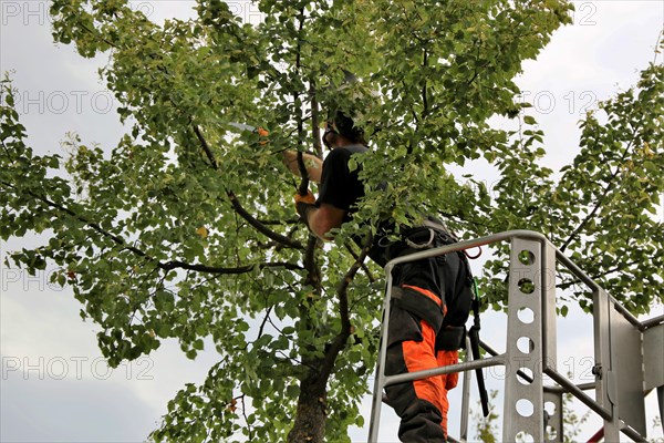 Workers on the work platform pruning or maintaining trees