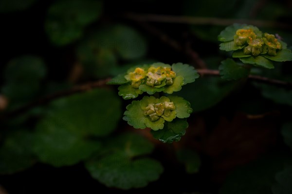 Alternate-leaved golden saxifrage (chrysosplenium alternifolium), close-up, Neubeuern, Germany, Europe