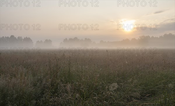 Meadow, sun, spider web, morning mist, Lower Saxony, Germany, Europe