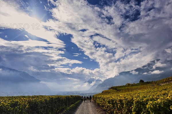 Hike through the vines in the Rhone Valley, wine, viticulture, travel, tourism, holiday, hiking, hiking holiday, wine, vine, autumn, autumnal, Valais, Switzerland, Europe