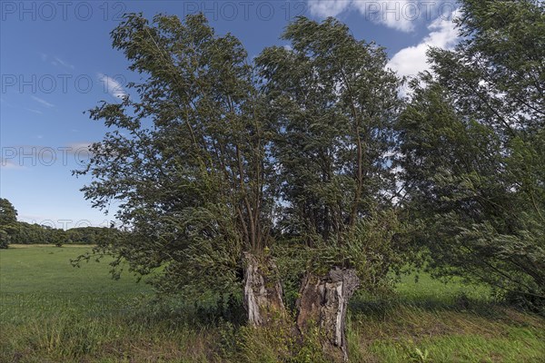 Old, broken willow (Salix), Mecklenburg-Western Pomerania, Germany, Europe