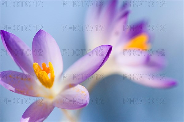 Spring crocus (Crocus Vernus) Munich, Bavaria, Germany, Europe