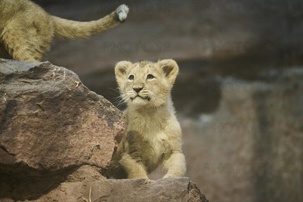Asiatic lion (Panthera leo persica) cub sitting on a rock, captive