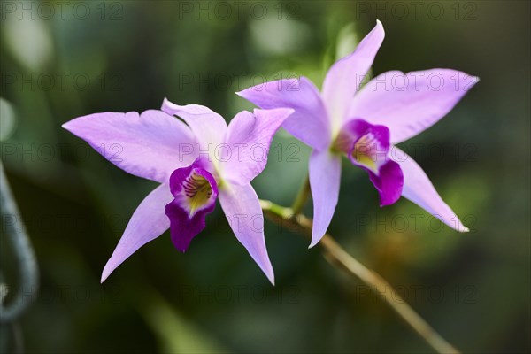 Bamboo orchid (Arundina graminifolia) flower growing in a greenhouse, Bavaria, Germany, Europe