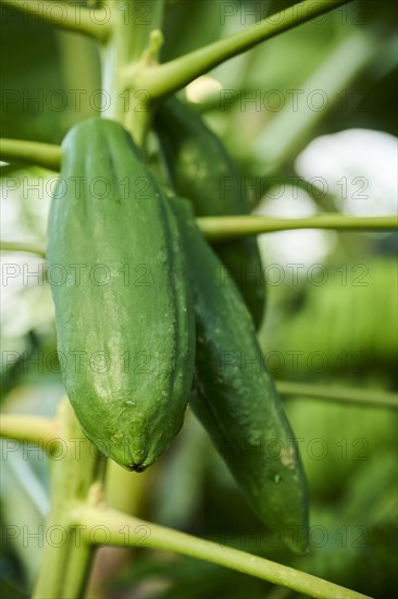 Papaya (Carica papaya) fruits hanging on a tree in a greenhouse, Germany, Europe