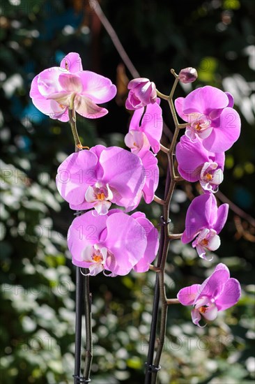 Beautiful orchids of different colors on green background. Phalaenopsis hybrids in the garden. Close up