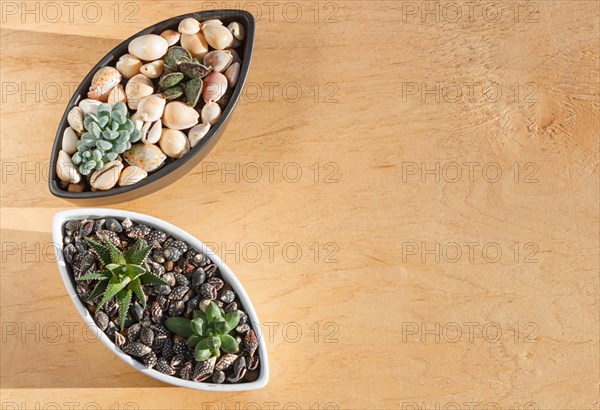 Small succulents in a ceramic pot on a wooden background with copy space. top view