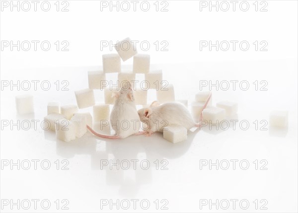 Two white laboratory mice near the pyramid of sugar cubes, diabetes concept