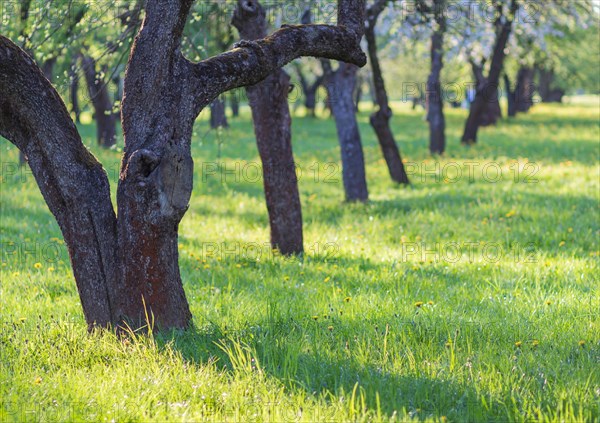 Blooming apple trees in spring park