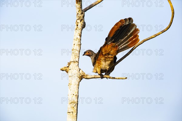 Chaco chachalaca (Ortalis canicollis) Pantanal Brazil