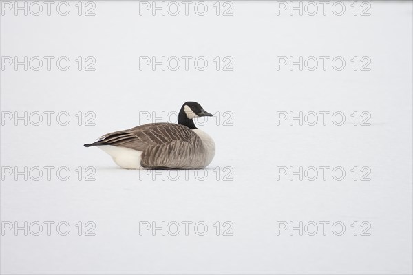 Canada goose (Branta canadensis) adult bird on a snow covered frozen lake in winter, England, United Kingdom, Europe