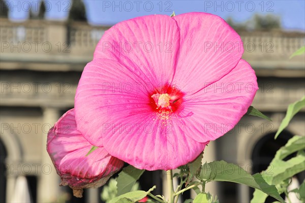 Flowering Hibiscus cultivar Red Heart (Hibiscus syriacus cultivar Red Heart) Florence, Tuscany, Italy, Europe