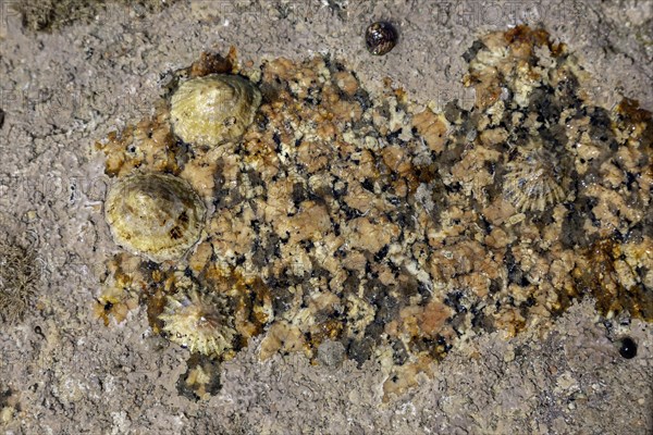 Limpets (Patellidae) in the surf zone on rocks, Cote de Granit Rose, Brittany, France, Europe