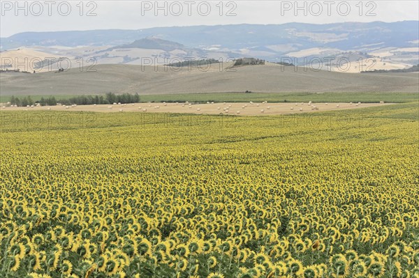 Sunflower field, sunflowers (Helianthus annuus), landscape south of Montepulciano, Tuscany, Italy, Europe