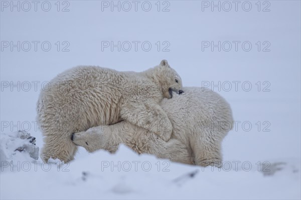 Polar bear (Ursus maritimus), two cubs playing in the snow, funny, Kaktovik, Arctic National Wildlife Refuge, Alaska, USA, North America