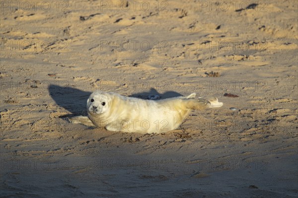 Atlantic grey seal (Halichoerus grypus) juvenile baby pup animal resting on a beach, Norfolk, England, United Kingdom, Europe