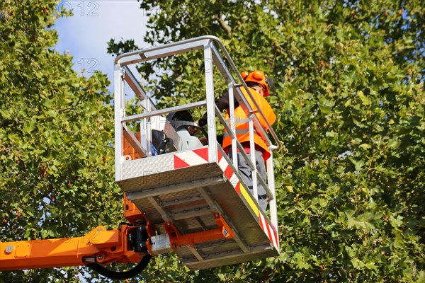 Workers on the work platform pruning or maintaining trees