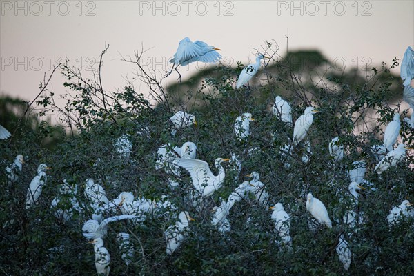 Cattle egret (Bubulcus ibis) roost Pantanal Brazil