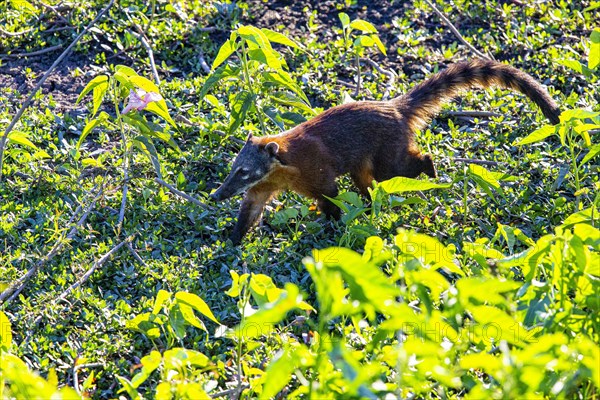 South American coati (nasua nasua) Pantanal Brazil