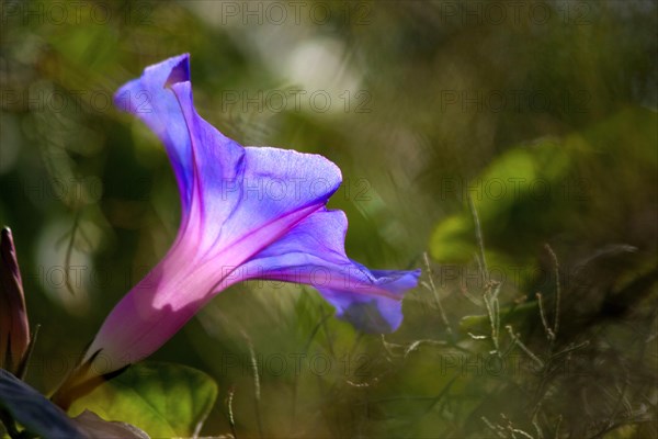 Morning Glory (Ipomoea Tricolor or Indica or Purpurea) La Palma, Canary Islands, Spain, Europe