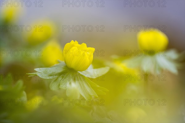 Flowering winter aconite (Eranthis hyemalis), Weinviertel, Lower Austria