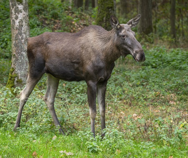 Elk (Alces alces), cow moose standing on a forest meadow, captive, Germany, Europe