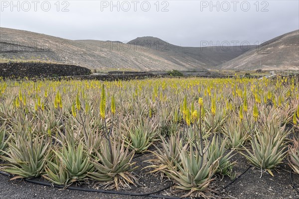 Aloe veras (Aloe vera), plantation, Haria, Lanzarote, Canary Islands, Spain, Europe