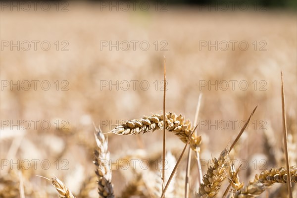 Wheat (Triticum) in wheat field, Freising, Upper Bavaria, Bavaria, Germany, Europe