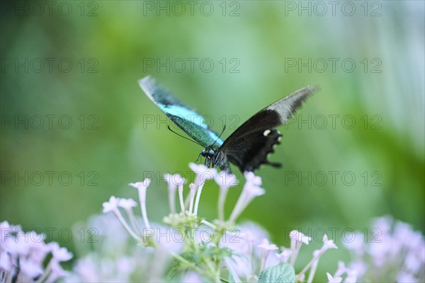 Paris peacock (Papilio paris) sitting on a flower, Germany, Europe