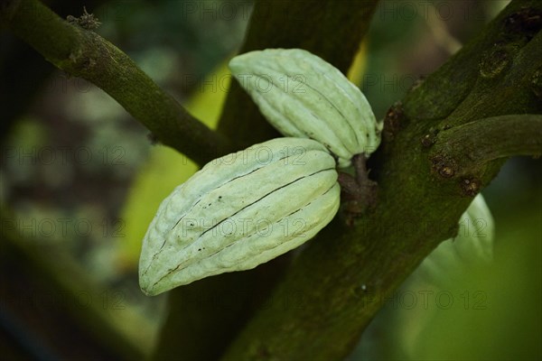 Cacao tree (Theobroma cacao) fruits hanging on a tree growing in a greenhouse, Germany, Europe