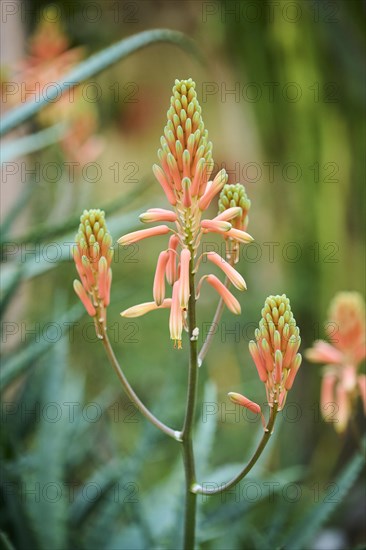 Candelabra aloe (Aloe arborescens) flower growing in a greenhouse, Germany, Europe