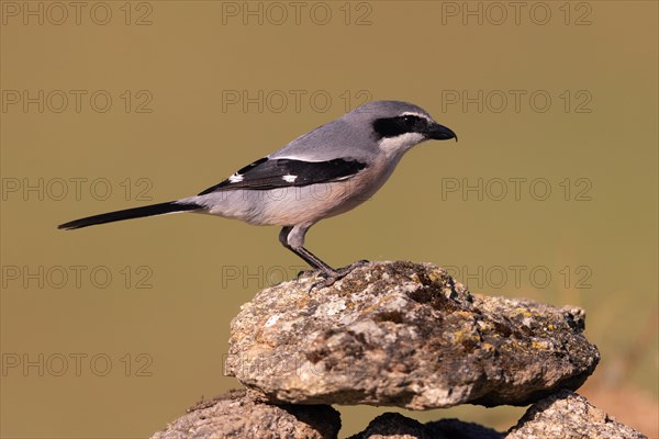 Iberian Grey Shrike (Lanius meridionalis), Southern Grey Shrike, Fuerteventura, Extremadura, Spain, Europe