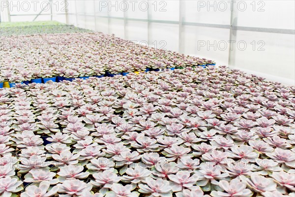 Various types of succulent in flower pots in the greenhouse. Closeup, selective focus