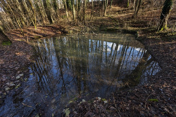 Water pond in a forest, Beerbach, Middle Franconia, Franconia, Bavaria, Germany, Europe