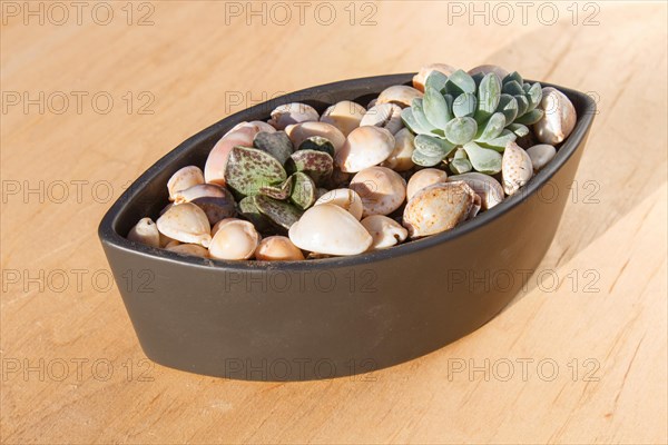 Small succulents in a ceramic pot on a wooden background