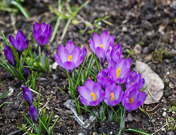 Purple crocuses germinate in the spring in the garden. Symbol of spring