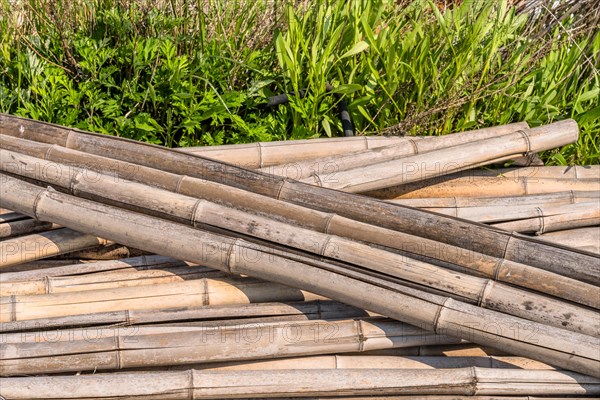 Weathered cracked bamboo poles laying in grass on sunny day in South Korea