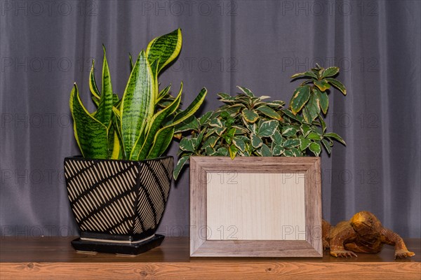 Empty wood grain picture frame with potted plants in front of gray window curtains in background