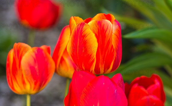 Flowering tulips in the botanical garden in spring