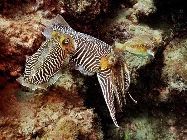 Pair of common cuttlefish, common cuttlefish (Sepia officinalis) mating, dive site El Cabron Marine Reserve, Arinaga, Gran Canaria, Spain, Atlantic Ocean, Europe