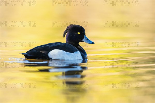 Male of Tufted Duck, Aythya fuligula, bird on water at winter time