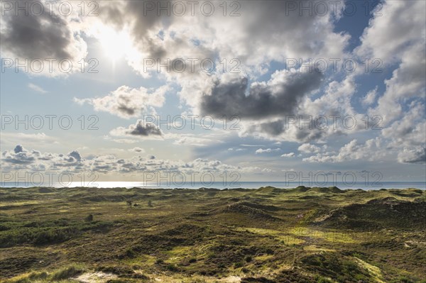 View over dune landscape with loose clouds (Cumulus mediocris) onto the smooth, calm North Sea, Oksbol, Region Syddanmark, Denmark, Europe