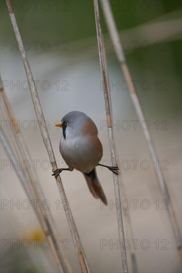 Bearded tit or reedling (Panurus biarmicus) adult male bird balancing on two Common reed stems in a reedbed, England, United Kingdom, Europe