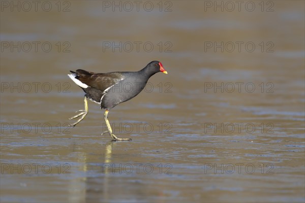 Moorhen (Gallinula chloropus) adult bird on a frozen lake, England, United Kingdom, Europe