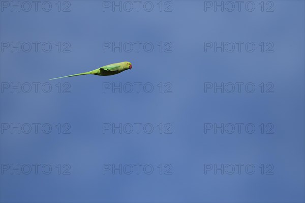 Ring-necked parakeet (Psittacula krameri) adult bird in flight, England, United Kingdom, Europe