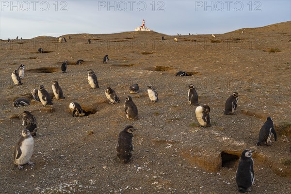 Magellanic penguins (Spheniscus magellanicus) in front of the lighthouse in the Penguin National Park on Magdalena Island, Magellanes, Patagonia, Chile, South America