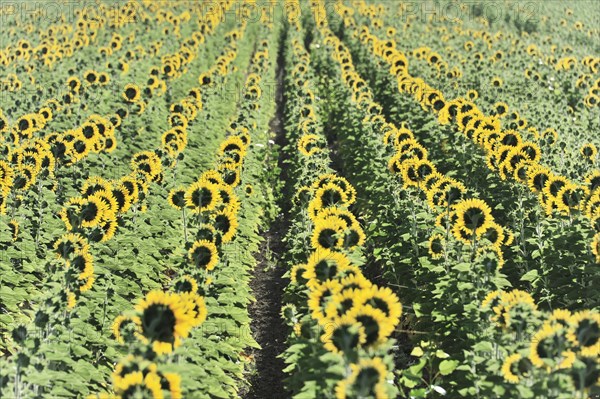 Sunflower field, sunflowers (Helianthus annuus), landscape south of Montepulciano, Tuscany, Italy, Europe