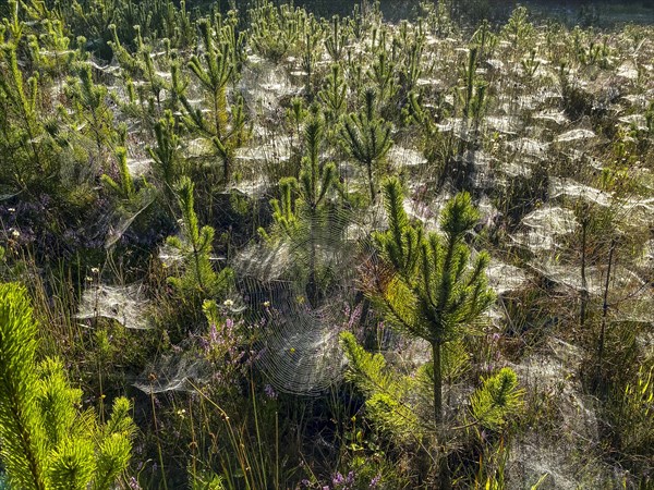 Pine grove with many cobwebs, a large wheel net and dew in the backlight during Indian summer, Norre fog, Region Syddanmark, Denmark, Europe