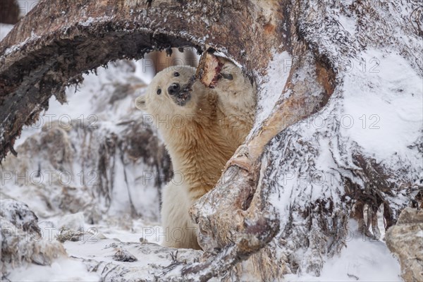 Polar bear (Ursus maritimus), young, feeding on whale bones, Kaktovik, Arctic National Wildlife Refuge, Alaska, USA, North America